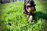 Nabisco, a male Havanese and Poodle - Toy  for sale in Marshfield, MO – Photo 9 of 10