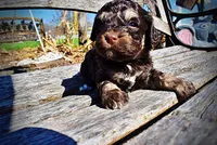 Nabisco, a male Havanese and Poodle - Toy  for sale in Marshfield, MO – Photo 3 of 10
