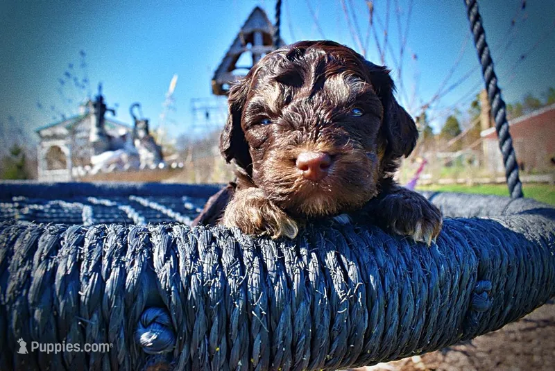 Nabisco – Havanese, Poodle - Toy  puppy for sale in Marshfield, MO