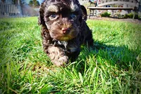 Nabisco, a male Havanese and Poodle - Toy  for sale in Marshfield, MO – Photo 6 of 10