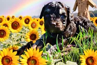Nabisco, a male Havanese and Poodle - Toy  for sale in Marshfield, MO – Photo 10 of 10