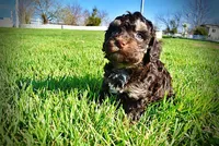 Nabisco, a male Havanese and Poodle - Toy  for sale in Marshfield, MO – Photo 4 of 10