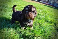Nabisco, a male Havanese and Poodle - Toy  for sale in Marshfield, MO – Photo 5 of 10