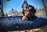 Nabisco, a male Havanese and Poodle - Toy  for sale in Marshfield, MO – Photo 2 of 10