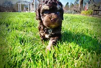 Nabisco, a male Havanese and Poodle - Toy  for sale in Marshfield, MO – Photo 7 of 10