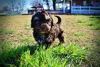 Nabisco, a male Havanese and Poodle - Toy  for sale in Marshfield, MO – Photo 10 of 10