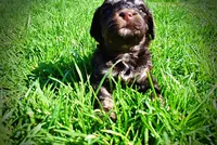 Nabisco, a male Havanese and Poodle - Toy  for sale in Marshfield, MO – Photo 8 of 10