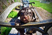 Nabisco, a male Havanese and Poodle - Toy  for sale in Marshfield, MO – Photo 4 of 10
