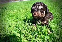 Nabisco, a male Havanese and Poodle - Toy  for sale in Marshfield, MO – Photo 6 of 10