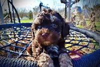 Nabisco, a male Havanese and Poodle - Toy  for sale in Marshfield, MO – Photo 2 of 10