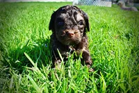 Nabisco, a male Havanese and Poodle - Toy  for sale in Marshfield, MO – Photo 5 of 10