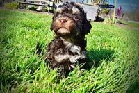 Nabisco, a male Havanese and Poodle - Toy  for sale in Marshfield, MO – Photo 8 of 10