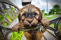 Willow, a female Havanese and Poodle - Toy  for sale in Marshfield, MO – 3 of 10