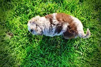 Elektra, a female Havanese and Poodle - Toy  for sale in Marshfield, MO – 7 of 10