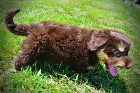 Epic, a male Havanese and Poodle - Toy  for sale in Marshfield, MO – 3 of 10