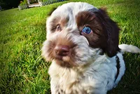 Chippy, a male Havanese and Poodle - Toy  for sale in Marshfield, MO – 4 of 10