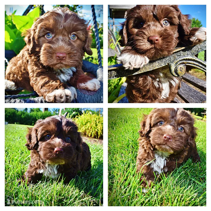 Chewy – Havanese, Poodle - Toy  puppy for sale in Marshfield, MO