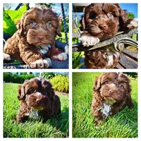 Chewy, a male Havanese and Poodle - Toy  for sale in Marshfield, MO – 1 of 10
