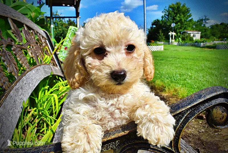 Avalon – Havanese, Poodle - Toy  puppy for sale in Marshfield, MO