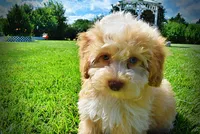 Gracie, a female Havanese and Poodle - Toy  for sale in Marshfield, MO – 8 of 10