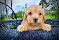 Acorn, a male Havanese and Poodle - Toy  for sale in Marshfield, MO – 6 of 10