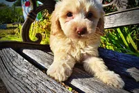 Lemony, a male Havapoo for sale in Marshfield, MO – 4 of 10