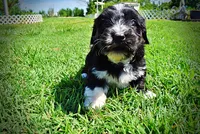 Taz, a male Havanese and Poodle - Toy  for sale in Marshfield, MO – 3 of 10