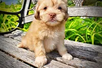 Peanut - MEMORIAL DAY SALE-$150 OFF!!, a male Havanese and Poodle - Toy  for sale in Marshfield, MO – 2 of 10