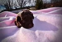 Lollipop, a female Havanese and Poodle - Toy  for sale in Marshfield, MO – Photo 2 of 7