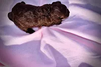 Lollipop, a female Havanese and Poodle - Toy  for sale in Marshfield, MO – Photo 7 of 7