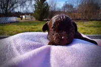 Lollipop, a female Havanese and Poodle - Toy  for sale in Marshfield, MO – Photo 6 of 7