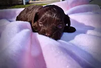 Lollipop, a female Havanese and Poodle - Toy  for sale in Marshfield, MO – Photo 1 of 7