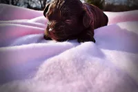 Lollipop, a female Havanese and Poodle - Toy  for sale in Marshfield, MO – Photo 4 of 7