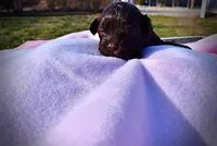Lollipop, a female Havanese and Poodle - Toy  for sale in Marshfield, MO – Photo 5 of 7