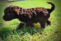 Jasper-LABOR DAY SALE-TAKE $100 OFF!!!, a male Havanese and Havapoo for sale in Marshfield, MO – 8 of 10