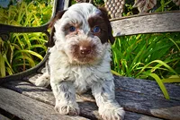 Chippy, a male Havanese and Poodle - Toy  for sale in Marshfield, MO – 8 of 10