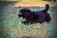Lucky, a male Havapoo for sale in Marshfield, MO – 8 of 10
