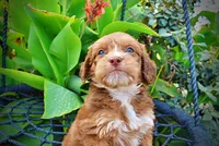 Murphy, a male Havapoo for sale in Marshfield, MO – 7 of 10
