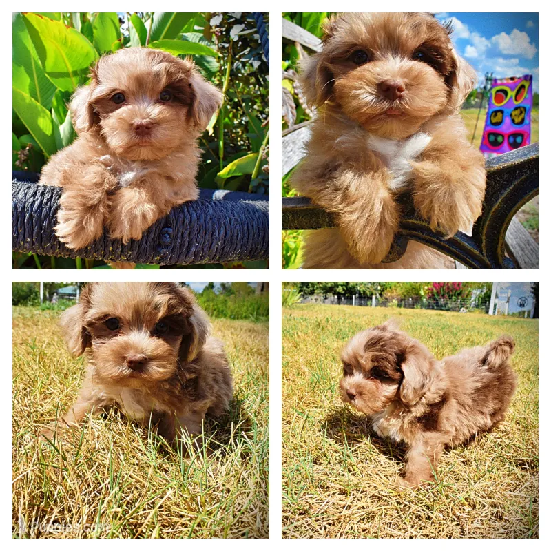 Kiwi – Havanese, Havapoo puppy for sale in Marshfield, MO