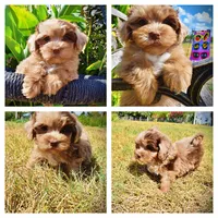 Kiwi, a female Havanese and Havapoo for sale in Marshfield, MO – 1 of 10