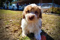 Nemo, a male Havapoo for sale in Marshfield, MO – 7 of 10