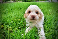 Angel, a female Havanese and Poodle - Toy  for sale in Marshfield, MO – 8 of 8