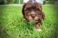 Vanity, a female Havanese and Poodle - Toy  for sale in Marshfield, MO – 5 of 10