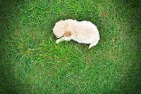 Avalon, a female Havanese and Poodle - Toy  for sale in Marshfield, MO – 7 of 10