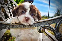 Noella, a female Havapoo for sale in Marshfield, MO – 6 of 10