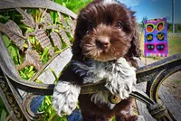 Jackson-LABOR DAY SALE-TAKE $100 OFF!!!, a male Havanese and Havapoo for sale in Marshfield, MO – 6 of 10