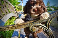 Levi, a male Havapoo for sale in Marshfield, MO – 3 of 10