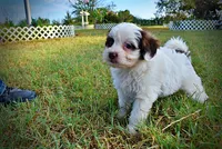 Muffin, a female Havapoo for sale in Marshfield, MO – 7 of 10