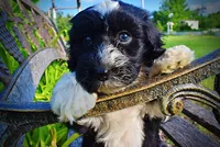 Savvy-SUMMER SALE!!  $100 off listed price!!, a female Havanese and Poodle - Toy  for sale in Marshfield, MO – 5 of 10