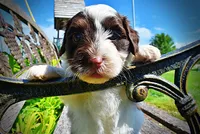 Teddy, a male Havanese and Poodle - Toy  for sale in Marshfield, MO – 3 of 10
